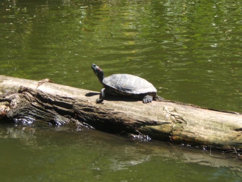 Palo Alto-Gal 6.2005 656.jpg